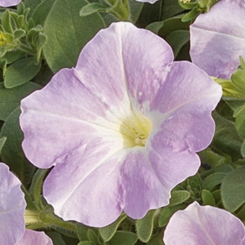 Petunia multiflora 'Lilac Glo' 