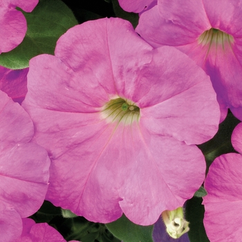 Petunia multiflora 'Lavender' 