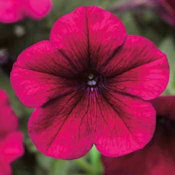 Petunia multiflora 'Burgundy Chrome' 