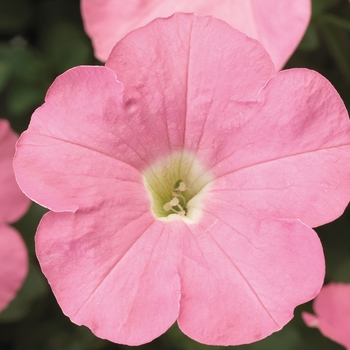 Petunia multiflora 'Salmon' 