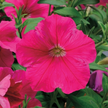 Petunia multiflora 'Rose' 