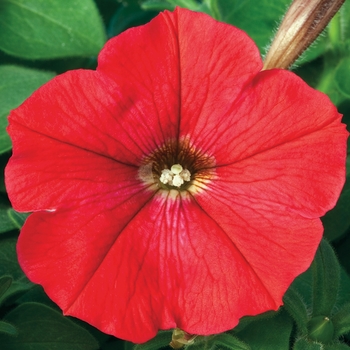 Petunia multiflora 'Red' 