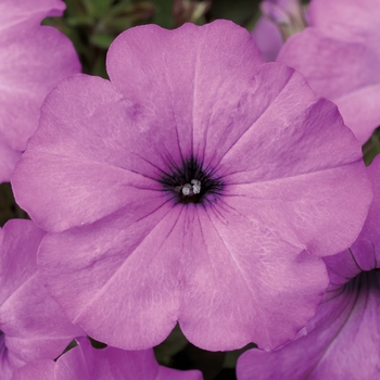 Petunia multiflora 'Lilac Pearl' 