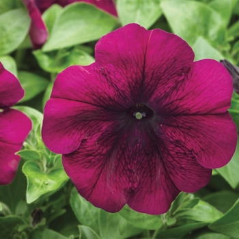 Petunia multiflora 'Velvet' 