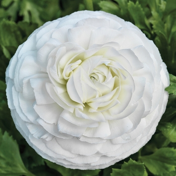 Ranunculus asiaticus 'White' 