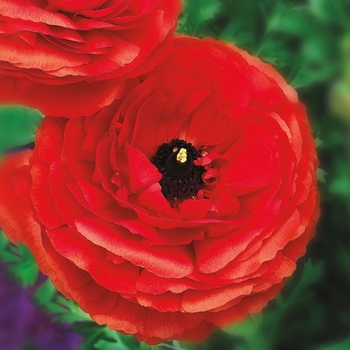 Ranunculus asiaticus 'Scarlet' 