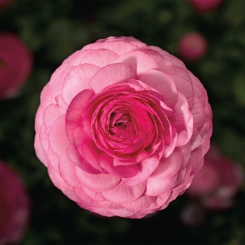 Ranunculus asiaticus Mache™ 'Pink'