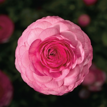 Ranunculus asiaticus 'Pink' 