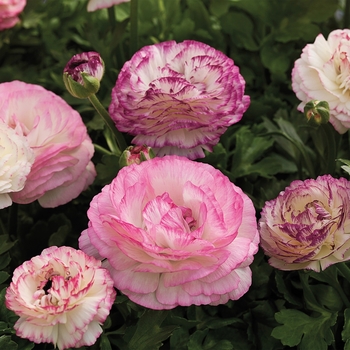 Ranunculus asiaticus 'Bicolor Mix' 