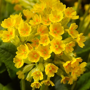 Primula veris 'Dark Yellow' 