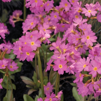 Primula rosea 'Rosy™' 