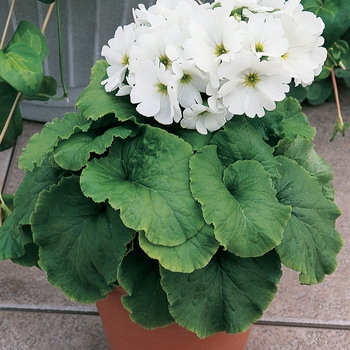 Primula obconica 'White' 