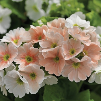 Primula obconica 'Salmon Bicolor' 