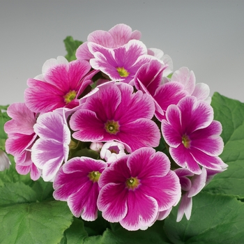 Primula obconica 'Rose Picotee' 