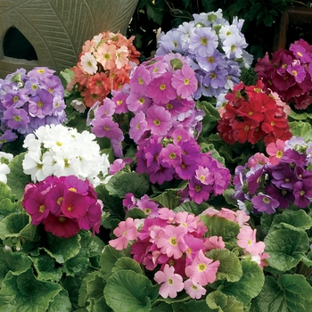 Primula obconica 'Mix' 