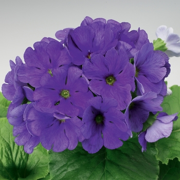 Primula obconica 'Deep Blue' 