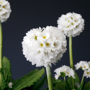 Primula denticulata 'White' 