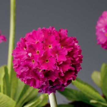 Primula denticulata 'Deep Rose' 