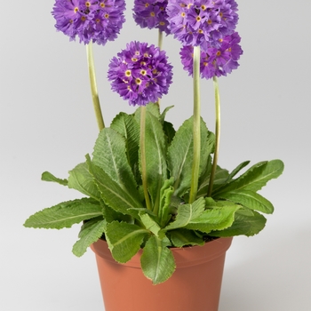 Primula denticulata 'Blue' 