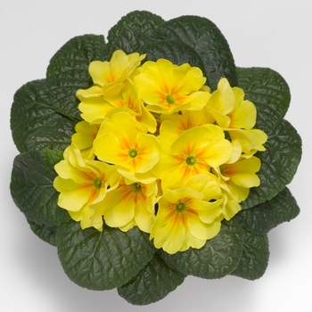 Primula acaulis 'Yellow' 