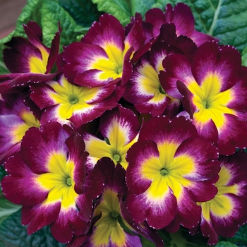 Primula acaulis 'Wine Flame Shades' 