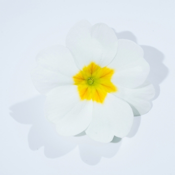 Primula acaulis 'White' 