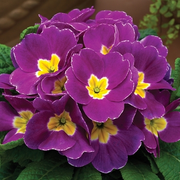 Primula acaulis 'Violet Shades' 