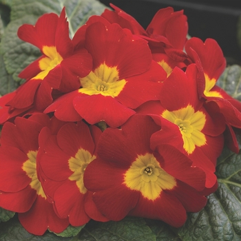 Primula acaulis 'Scarlet' 