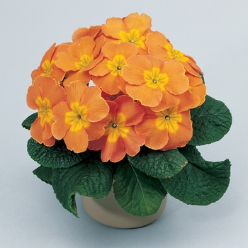 Primula acaulis 'Orange' 