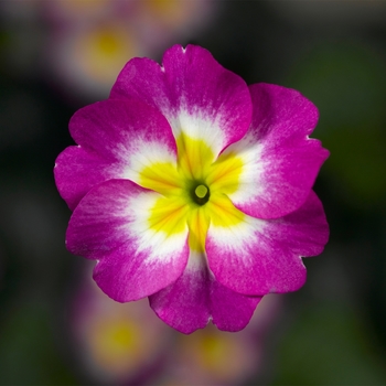 Primula acaulis 'Lilac Flame' 