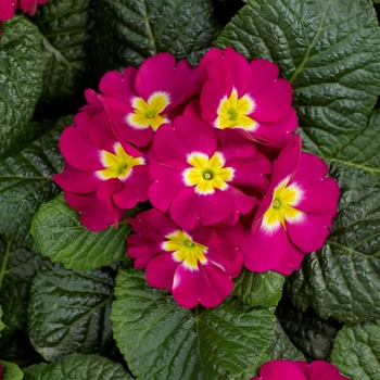 Primula acaulis 'Carmine' 