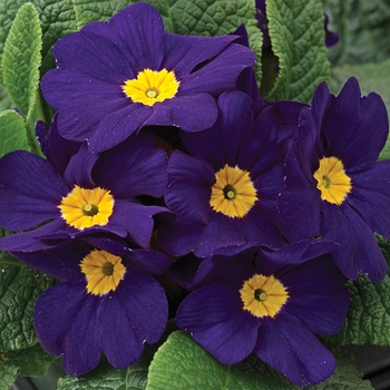 Primula acaulis 'Blue' 