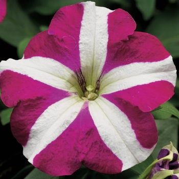 Petunia multiflora 'Rose Star' 