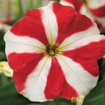 Petunia multiflora 'Red Star' 