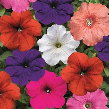 Petunia multiflora 'Mix' 