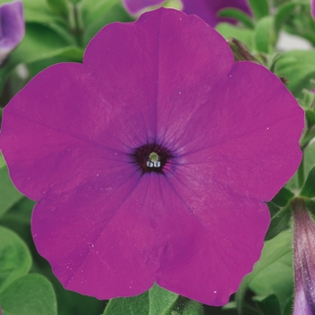 Petunia multiflora 'Lavender Tie Dye' 