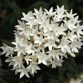 Pentas lanceolata 'White' 