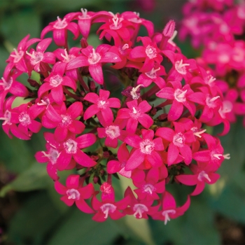 Pentas lanceolata Falling Star™ 'Rose'