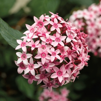 Pentas lanceolata Falling Star™ 'Pink Bicolor'