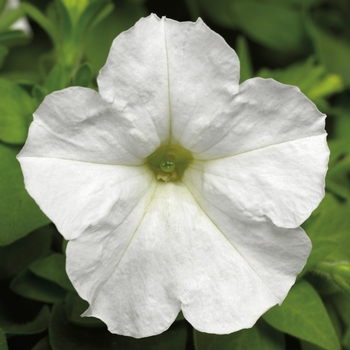 Petunia milliflora 'White' 
