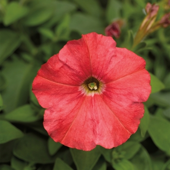 Petunia milliflora 'Salmon' 