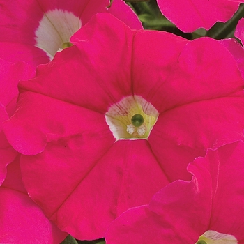 Petunia milliflora 'Rose' 