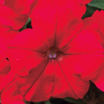Petunia milliflora 'Red' 