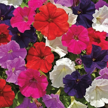 Petunia milliflora 'Mix' 