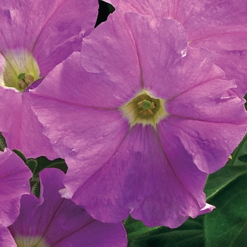 Petunia milliflora 'Light Lavender' 