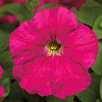 Petunia milliflora 'Carmine' 