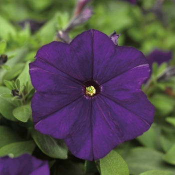 Petunia milliflora 'Blue' 