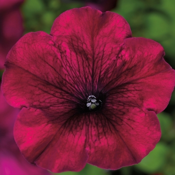 Petunia grandiflora 'Burgundy' 