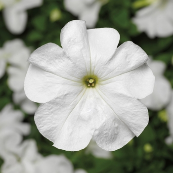 Petunia grandiflora 'White' 