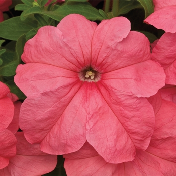 Petunia grandiflora 'Salmon' 